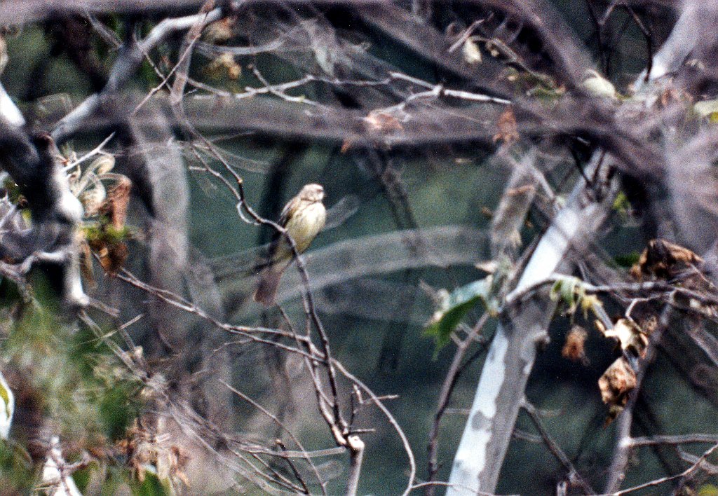 Flycatcher, Sulphur-bellied 2, jkl B01P54I01.jpg - Sulphur-bellied Flycatcher